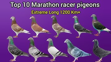 Top 10 Marathon racing pigeons | 1200 km+ | extreme long distance champions #pigeon