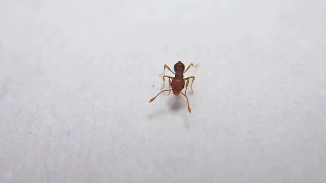 Ant/Hormiga   "Wasmania auropunctata"