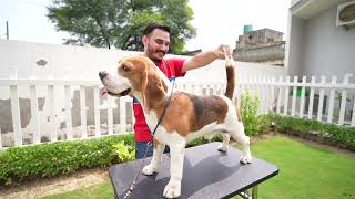 All india Champion Beagle and Rottweiler in Punjab😱