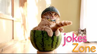 Самые смешные видео недели Август 2016 || Подборка смешных видео Best Jokes №9 Самые смешные видео недели Август 2016 || Подборка смешных видео Best Jokes №9
