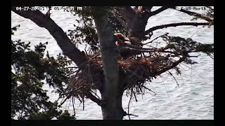 April 27, 2026 HWF White Rock, BC Eagles- We Get the First Glimpse of an Eaglet at 5:24:40 pm! 