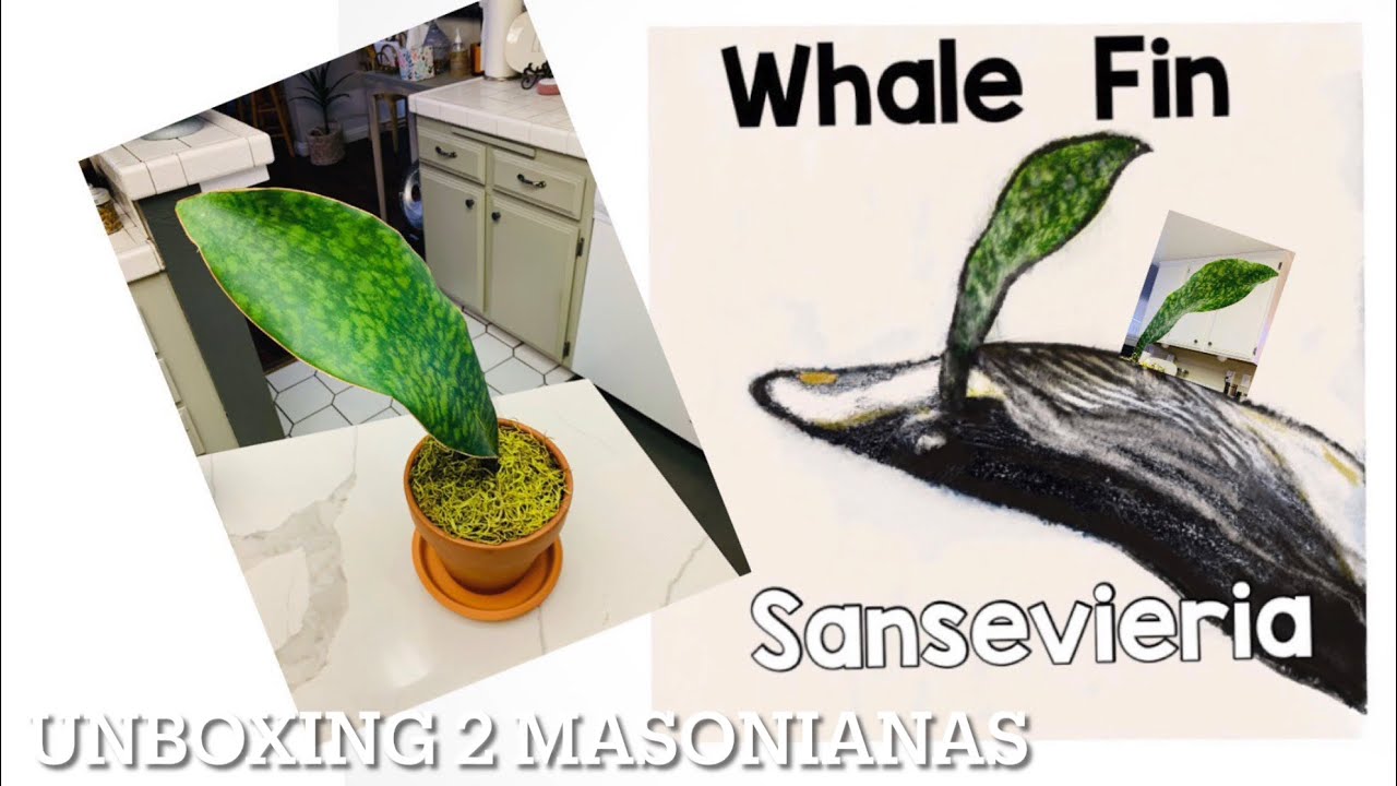 Распаковка, сравнение и пересадка двух змеевидных растений Сансевиерия Масониана «Китовый плавник»