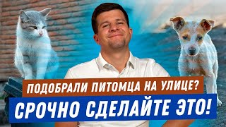 НАШЛИ КОТА НА УЛИЦЕ - ЧТО ДЕЛАТЬ? | КОРОТКО О ВАЖНОМ