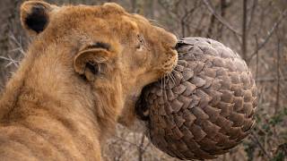 Pangolin Vs Lion – The Power Of Natural Armor
