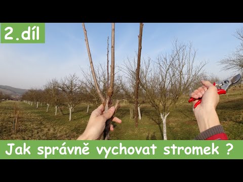 Video: 9 Nejnáročnějších Ovocných Plodin. Seznam Ovocných Stromů A Keřů, Které Nevyžadují údržbu. Fotografie - Stránka 7 Z 10