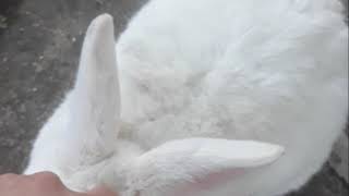 WHITE RABBIT - How to tickle a rabbit ?