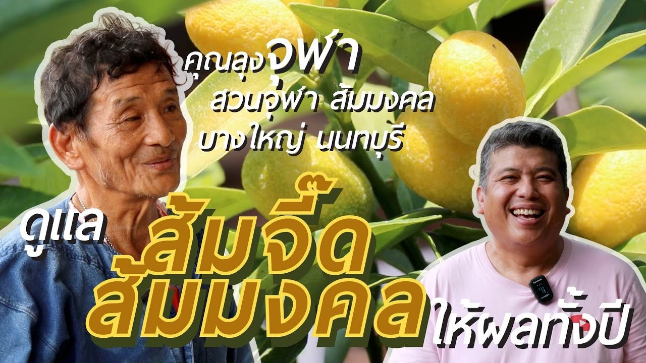 ดูแลส้มจี๊ดส้มมงคลให้ผลทั้งปี บอกยันสูตรปุ๋ยเคล็ดไม่ลับจากคุณลุงจุฬา สวนจุฬา ส้มมงคล บางใหญ่ นนทบุรี