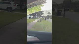 Sandhill Crane Shows Off Dominance with a Wing-Flapping Display