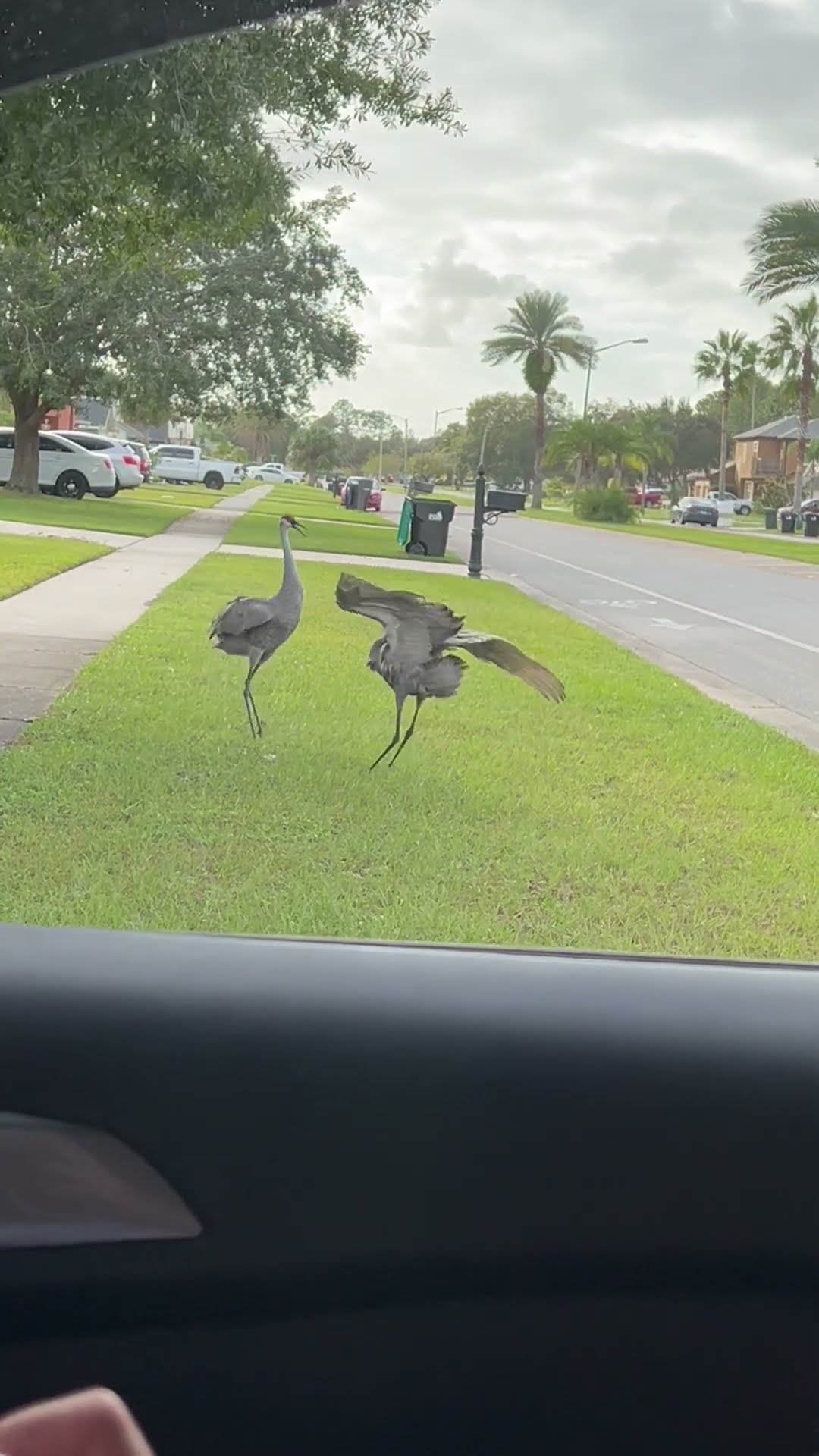 Sandhill Crane Shows Off Dominance with a Wing-Flapping Display