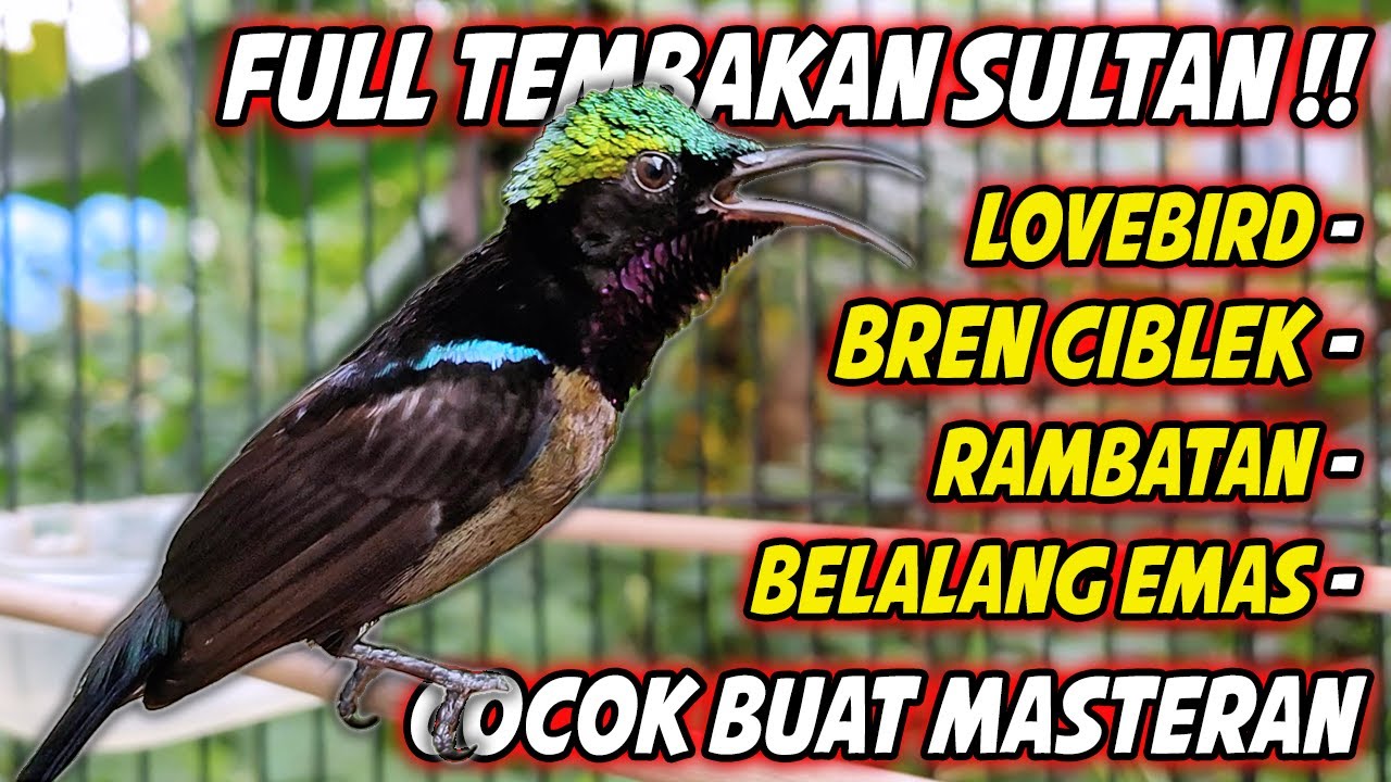 MASTERAN KOLIBRI NINJA GACOR FULL MATERI TONJOLAN MEWAH !! PANCINGAN KONIN BONGKAR ISIAN SULTAN
