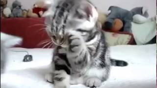 Котенок засыпает после умывания Котенок засыпает после умывания