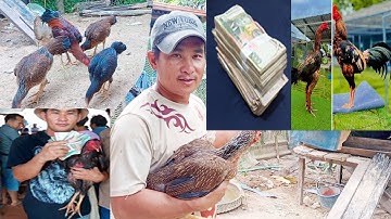 kuv cov poj qaib lau qaib las loj ntau qhov muag pob ntseg zoo/10hli/2025