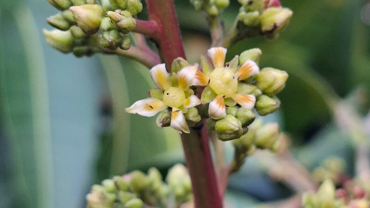 Xịt thuốc cử 3 cho vườn xoài bông đang trong giai đọan dịch bọ trĩ 