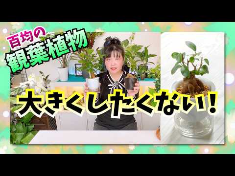 ガジュマル - YouTube