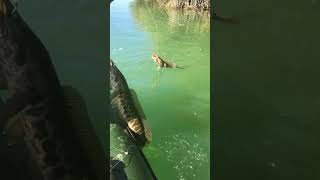 🎣 Змейголовный конвейер!