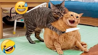 😆😸 Try Not To Laugh Dogs And Cats ❤️😂 Funny Animal Moments 2024 #9