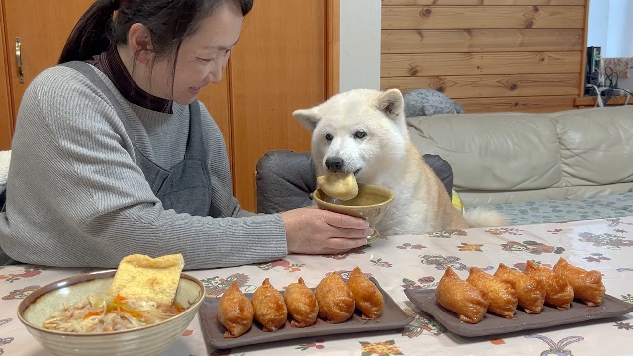 【超簡単、絶品お稲荷うどん】お稲荷さんのボスみたいになる柴犬