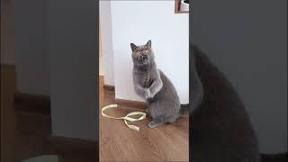 Британка против невидимой нити: кто победит?