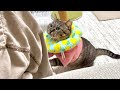 スマホに夢中の飼い主を振り向かせようと必死になる甘えん坊猫が可愛すぎます…