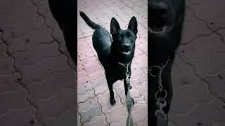 Malinois noir 🖤 مالينوا سوداء