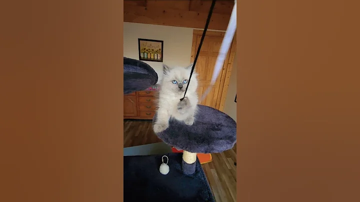 Watch the video about Adorable Blue Point Siberian Kitten ❤️❤️❤️ #toocute #kitten
