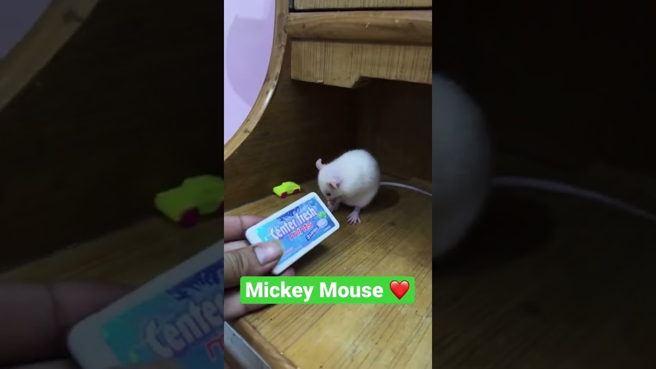 Mickey Playing 😍😍 