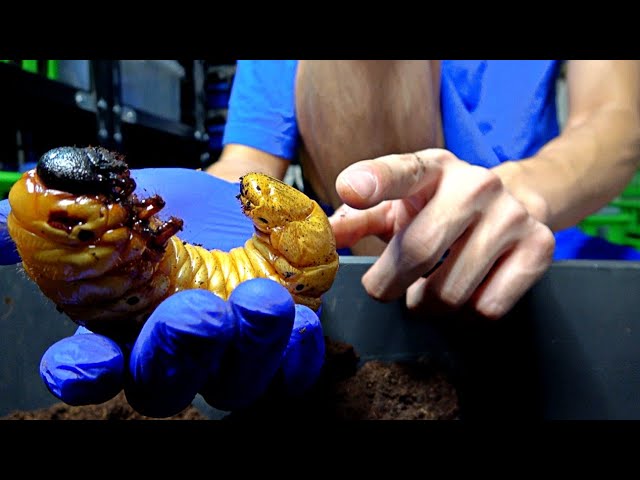A Hercules beetle appeared, in a form that can only be seen for a