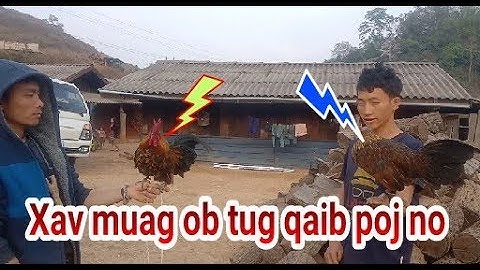 Xav muag lau qaib poj cuab tuaj zoo 2020