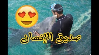 الدلفين | حقائق مذهلة| هل هو صديق للإنسان؟؟؟؟؟؟  Facts about Dolphin