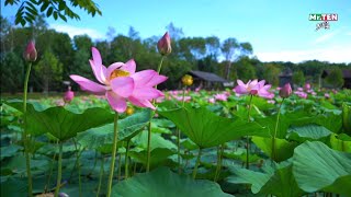 Lotus Valley Beautiful Nature | Lotus Lake Drone Video HD | Mr.TEN Tamil