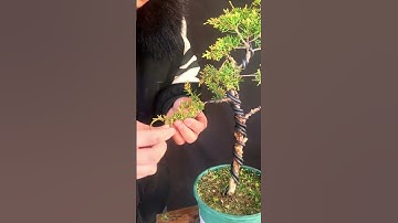 Cách uốn cây Tùng bonsai mini #bonsai #bonsaitutorial
