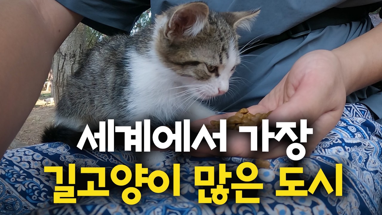 고양이에게 점령당한 도시