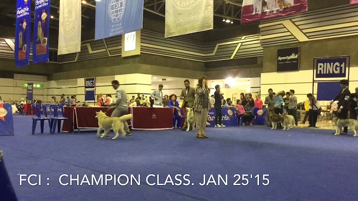 FCI : Siberian Husky BOB under Judge Mrs.Nancy Lie...
