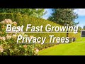 Best Fast Growing Privacy Trees