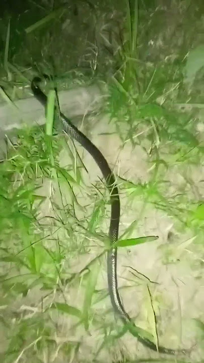 snake 🐍 #shorts #snake