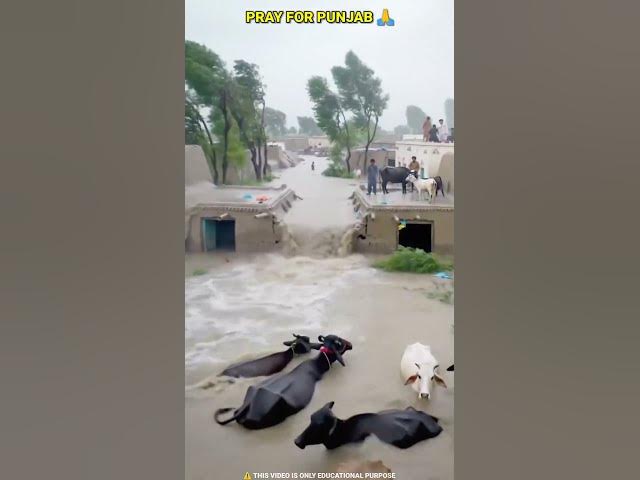 Punjab floods 2025 पूरा पंजाब बाढ़ की चपेट में 😱 #punjabfloods