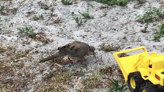 Mourning Dove searching for sticks