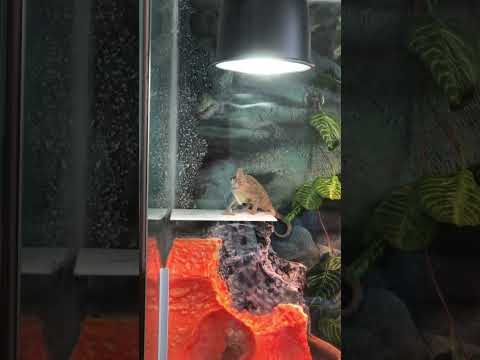 #хамелеон #reptiles #ящерица #gecko #хамелеон #reptiles #ящерица #geckos