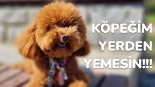 KÖPEĞİM YERDEN YEMESİN