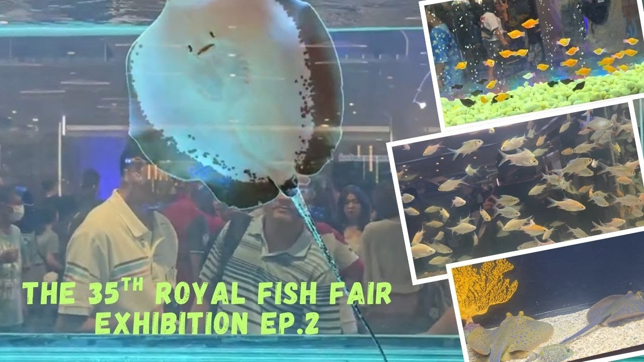 Inside the 35th Royal Fish Fair – EP.2 | A Visual Feast of Aquatic ...