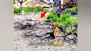 Heartbreaking Tale of Love and Farewell Of Ginger Cat #catvideo #catsofyoutube #catlife