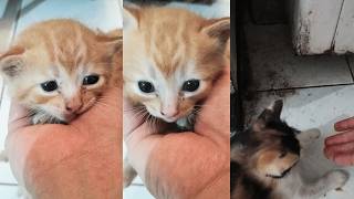 Kittens Meowing for Attention 😭 screenshot 4