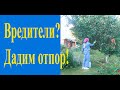 Борьба с вредителями сада