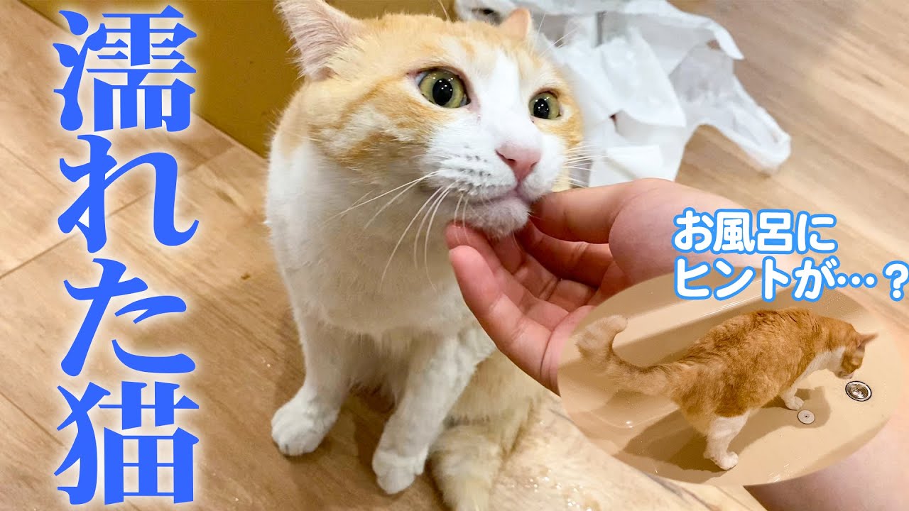 謎 猫がずぶ濡れになって落ち込んでいました Youtube 謎 猫がずぶ濡れになって落ち込んでいました Youtube