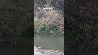 Сочи поистине уникальный город. Прямо в центре плавают. Знатоки! Что за звери ?