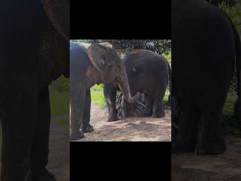 Chi Youl Tried To Feel Iplock Mood Elephant Keffamily Babyelephant Kef Chimean 