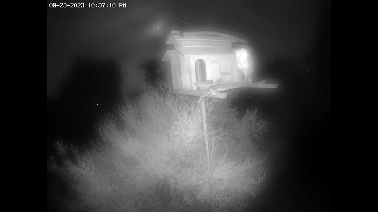 Another View of the Male Barn Owl.  Owl Box OSC - 9/23/23 - 10:38 pm