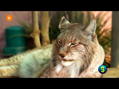 LOVE GOES WILD S01 EP13 PROMO #S3OpenUp #LoveGoesWild