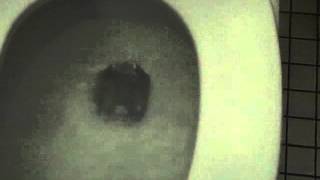 2746 American Standard Afwall Toilet 95 Moms Pov