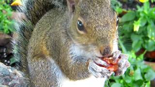 What do Squirrels Eat ! What to Feed Squirrels ! Squirrels Diet #Squirrel #funny #trending #viral Guide
